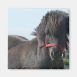 Black Pony  Magnet