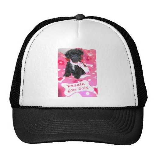Black Poodle puppy for Sale Pink Hats