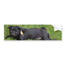 Black Pug Bumper Sticker bumper stickers