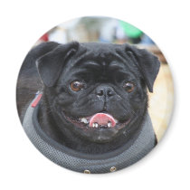 Black Pug Dog magnet