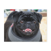 Black Pug Dog Postcards
