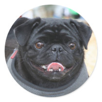 Black Pug Dog stickers
