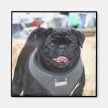 Black Pug magnet