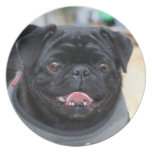 Black pug party plate