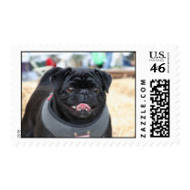 Black pug postage