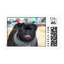 Black pug postage
