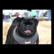 Black Pug poster posters