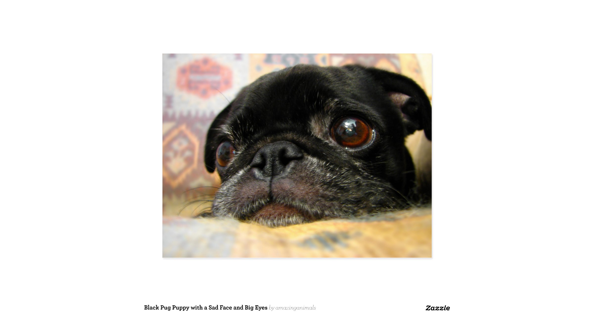 sad black pug black pug puppy with a sad face and big eyes postcard sad black pug black pug puppy with a sad face and big eyes postcard