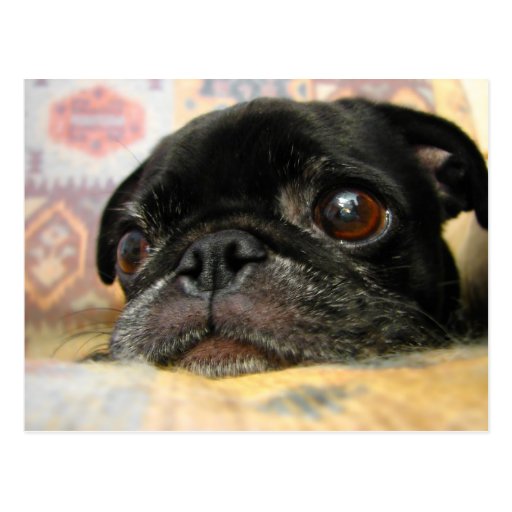 sad black pug black pug puppy with a sad and big postcard zazzle sad black pug black pug puppy with a sad and big postcard zazzle