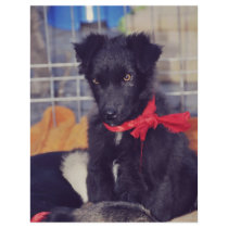 Black puppy custom flyer