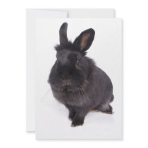black rabbit invitations