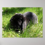 Black Rabbit Print