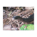 Black Racer Hunting Post Card