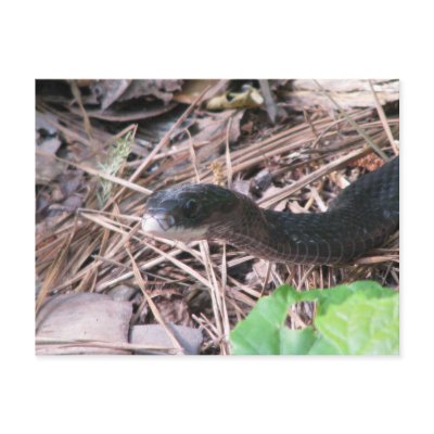 Black Racer Hunting Post Card by naturegirl7