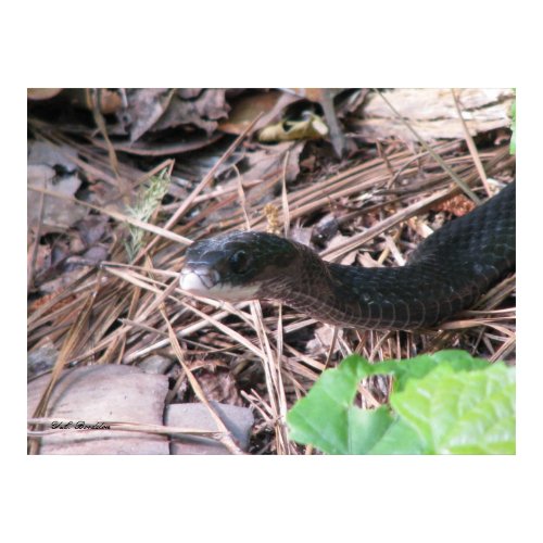 Black Racer Hunting print