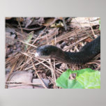 Black Racer Hunting posters
