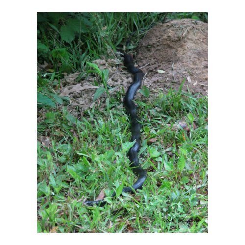 Black Racer Kinked Posture print
