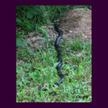 Black Racer Kinked Posture posters