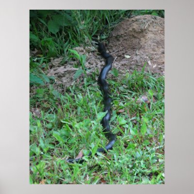 Black Racer Kinked Posture Print by naturegirl7