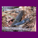 Black Racer Sensing posters by naturegirl7 Black Racer Sensing posters