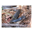 Black Racer Sensing posters by naturegirl7 Black Racer Sensing posters
