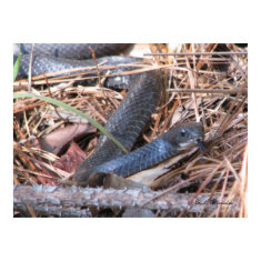 Black Racer Sensing print