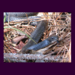 Black Racer Sensing