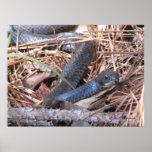 Black Racer Sensing Poster