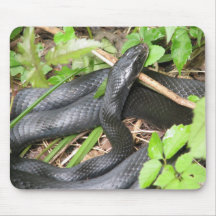 Black Racer Snake Sunning Mousepads
