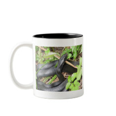 Black Racer Snake Sunning mug