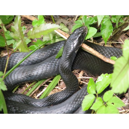 Black Racer Snake Sunning postcard