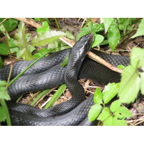 Black Racer Sunning print