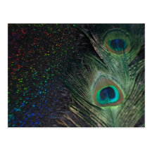 Black Rainbow Peacock Post Card