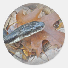 Black Rat Snake - Elaphe obsoleta obsoleta Round Sticker
