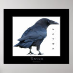BLACK RAVEN Art Poster posters