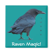 Black Raven Collection III Fridge Magnet