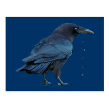 Black Raven III Postcard Sereis