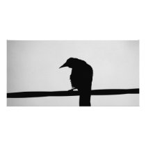 black raven photo cards by laengauer black raven photo cards