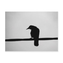 black raven postcards by laengauer black raven postcards