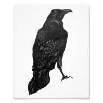 Black Raven Print Photo Art