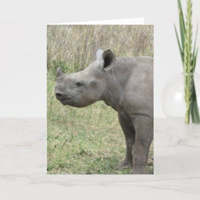 Baby Black Rhino