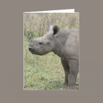 Black Rhino Baby cards