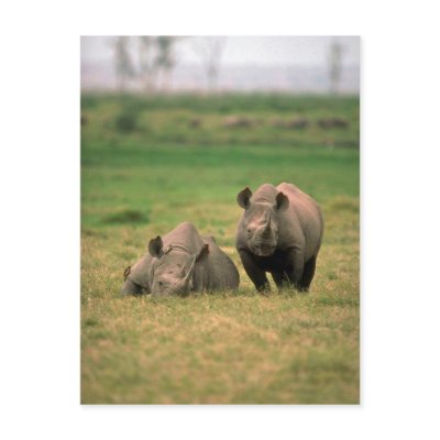 Black Rhino - Mother With Large Calf Postcards by lolanimals