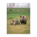 Black Rhino - Mother With Large Calf postcards
