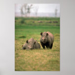 Black Rhino - Mother With Large Calf Posters