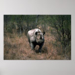 Black Rhino Poster