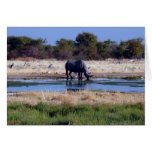 Black Rhinoceros Greeting Cards
