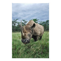Black Rhinoceros, Diceros bicornis, Kenya