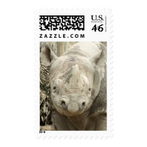Black Rhinoceros Postage Stamps by ZoologicallyInclined Black Rhinoceros Postage Stamps
