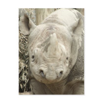 Black Rhinoceros Postcard by ZoologicallyInclined Black Rhinoceros Postcard